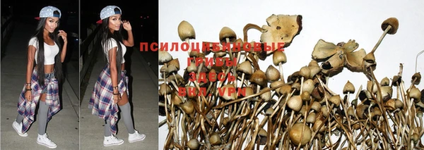 гидра Володарск